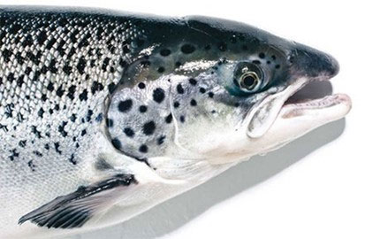 鮭魚 salmon