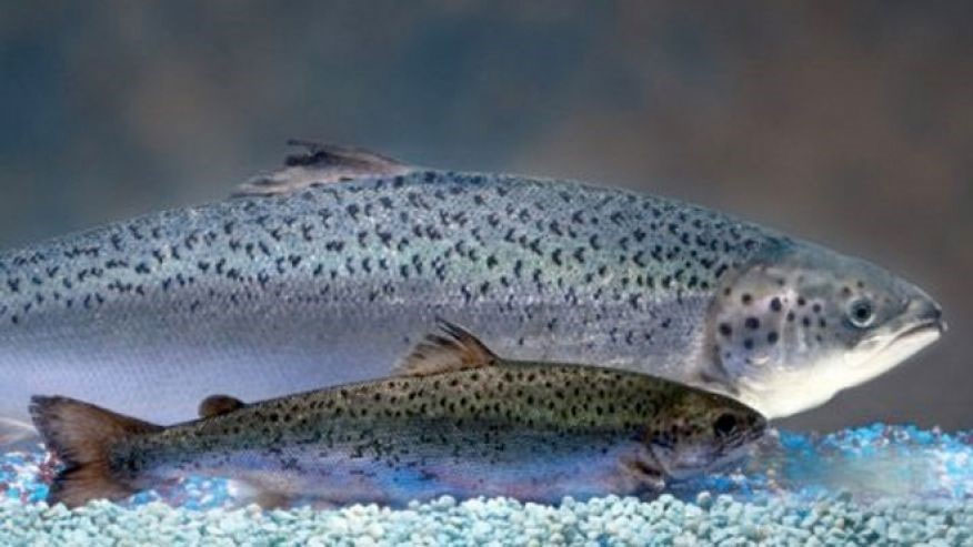 鮭魚 salmon